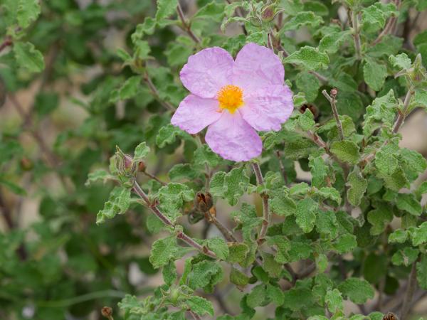 <h3><a href="/trips/kreta/biota/plantae/tracheophyta/magnoliopsida/malvales/cistaceae/cistus creticus/cistus creticus-nl.html">Cistus&nbsp;creticus</a> / Cretan&nbsp;rockrose / </h3>OM-1 Mark II met OLYMPUS M.150-400mm F4.5, 1/640 sec  bij F8.0, ISO 2000, afstand 2.59&nbsp;m